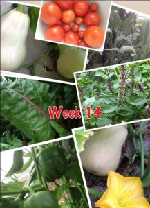 Week 14