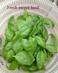 sweet basil